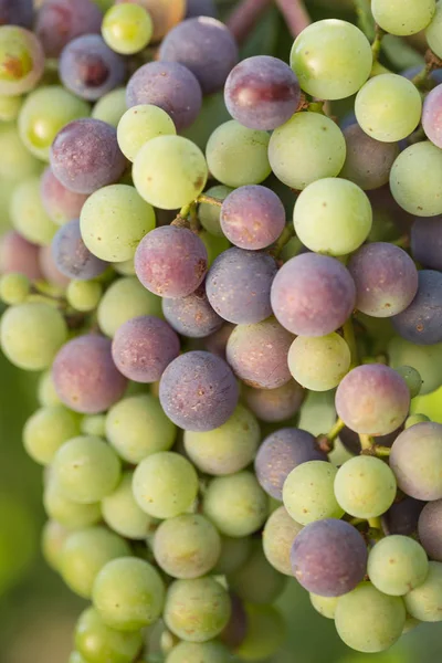 Büyük demet siyah üzüm olgunlaştırmak yeşil bir arka planı