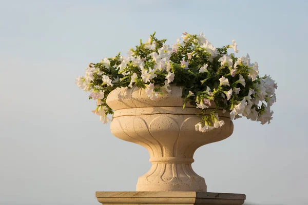 stone flower bed with flowers on the sky background