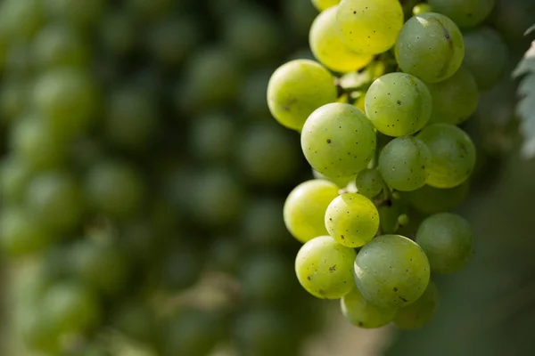 Grandes racimos de uvas maduran sobre el fondo de la vegetación — Foto de Stock