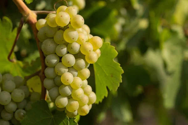 Grandi grappoli d'uva maturano sullo sfondo del verde — Foto Stock