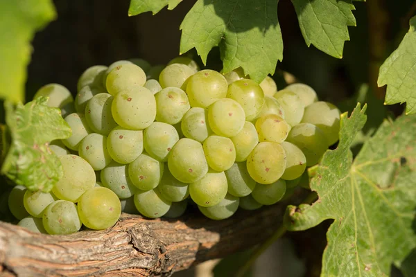 Grandes racimos de uvas maduran sobre el fondo de la vegetación —  Fotos de Stock