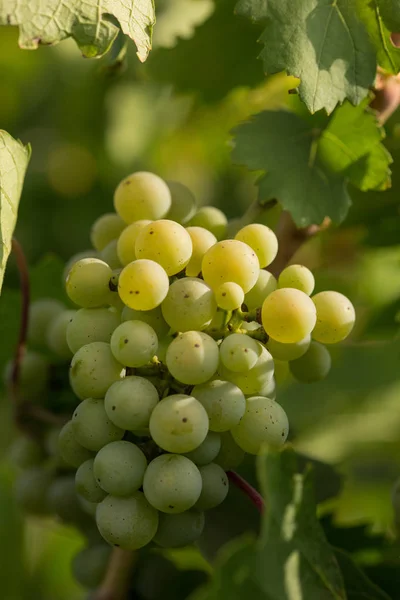 Duże kiście winogrona dojrzewają na tle zieleni — Zdjęcie stockowe