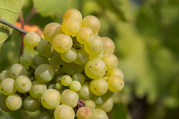 Duże kiście winogrona dojrzewają na tle zieleni — Zdjęcie stockowe