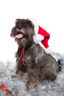 köpek zwergschnauzer bir Noel Baba şapkalı, gümüş rengi bir tinsel oturur ve yeni yılı karşılayan