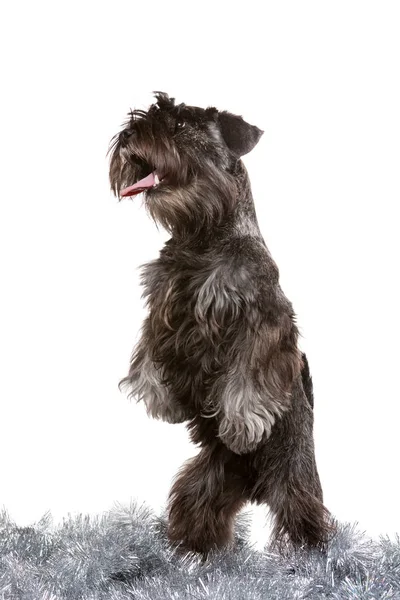 Chien zwergschnauzer assis sur tinsel argenté, célèbre la nouvelle année, vacances Photo De Stock