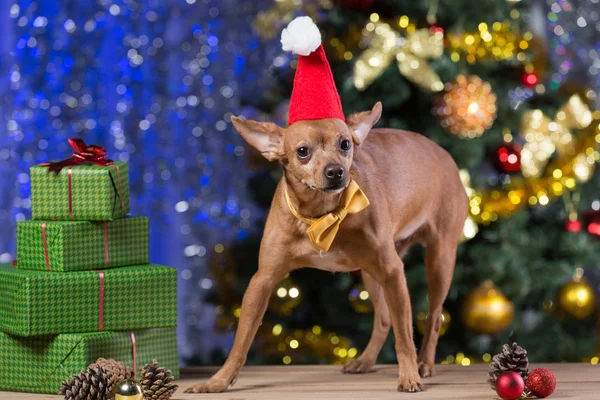 Gelber Hund auf Holzbrettern mit gelber Krawatte und roter Weihnachtsmannmütze inmitten der Geschenke, lächelnd, auf Weihnachten wartend, vor dem Hintergrund eines Bokeh mit Weihnachtsbaum — Stockfoto