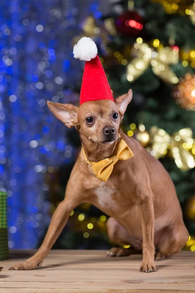 Cane giallo su tavole di legno con cravatta gialla e cappuccio rosso di Babbo Natale tra i regali, sorridente, in attesa di Natale, sullo sfondo di un bokeh con un albero di Natale — Foto Stock