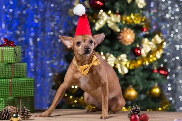 yellow dog on wooden boards with a yellow tie and a red cap of Santa Claus among the presents, smiling, waiting for Christmas, against the backdrop of a bokeh with a Christmas tree