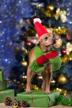 Sarı köpek eşarp ve Santa Claus şapka gülümseyerek, Noel bekliyor hediyeler arasında ahşap kurullarında
