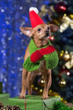 Sarı köpek eşarp ve Santa Claus şapka gülümseyerek, Noel bekliyor hediyeler arasında ahşap kurullarında