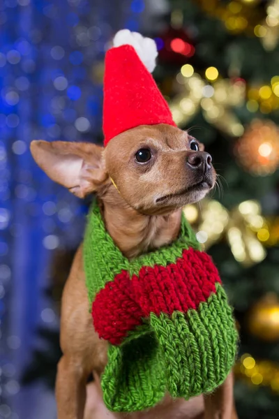 Un cane giallo su tavole di legno con una sciarpa intorno al collo e un berretto rosso sulla testa, sorridente, in attesa del Natale, sullo sfondo di un bokeh con un albero di Natale — Foto Stock