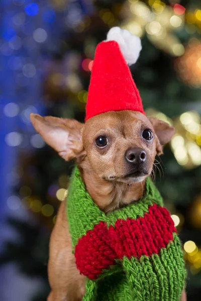 Un cane giallo su tavole di legno con una sciarpa intorno al collo e un berretto rosso sulla testa, sorridente, in attesa del Natale, sullo sfondo di un bokeh con un albero di Natale — Foto Stock