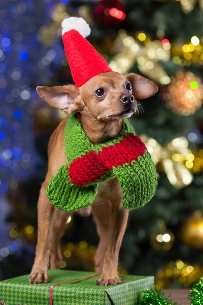 Cane giallo su tavole di legno con sciarpa e cappello di Babbo Natale tra i regali, sorridente, in attesa del Natale — Foto Stock