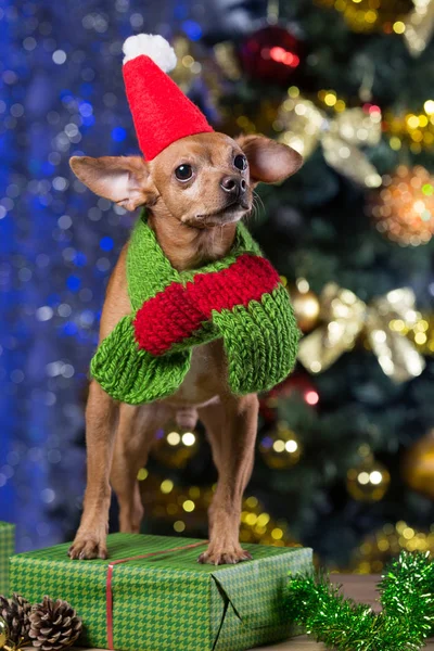 Yellow dog on wooden boards with scarf and Santa Claus hat among gifts, smiling, waiting for Christmas — Stock Photo, Image