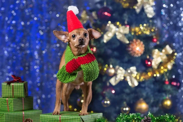 Sarı köpek eşarp ve Santa Claus şapka gülümseyerek, Noel bekliyor hediyeler arasında ahşap kurullarında