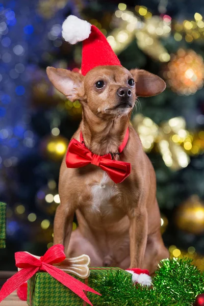 Un cane giallo su tavole di legno con una cravatta rossa e un berretto rosso di Babbo Natale tra i regali, sorridente, in attesa di Natale, sullo sfondo di un bokeh con un albero di Natale — Foto Stock