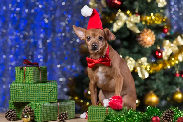 a yellow dog on wooden boards with a red tie and a red cap of Santa claus among the presents, smiling, waiting for Christmas, against the backdrop of a bokeh with a Christmas tree