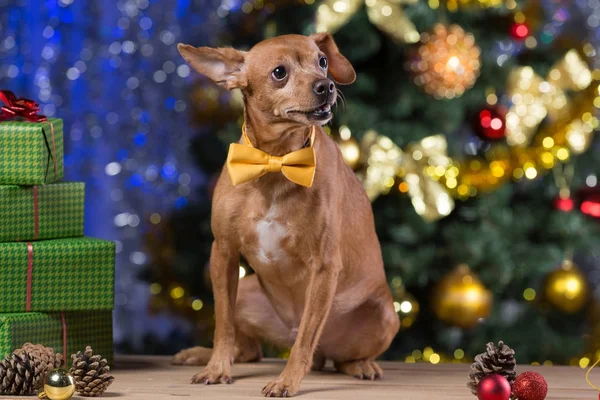 yellow dog on wooden boards with a yellow tie among gifts, smiling, waiting for Christmas, against the backdrop of a bokeh with a Christmas tree
