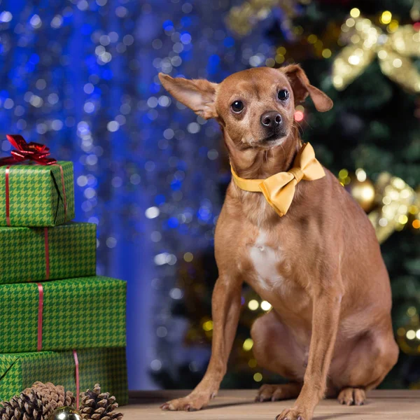 yellow dog on wooden boards with a yellow tie among gifts, smiling, waiting for Christmas, against the backdrop of a bokeh with a Christmas tree