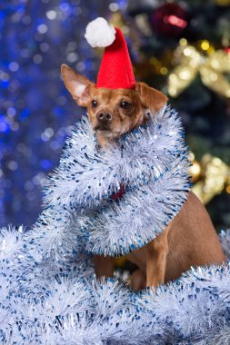 kırmızı bere ve tinsel bir şekilde dekore edilmiş bir Noel ağacı bir bokeh zemin üzerine oturan ile güzel bir sarı köpek