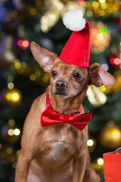 Un cane giallo con un cappello rosso e un fiocco rosso in attesa di Natale — Foto Stock