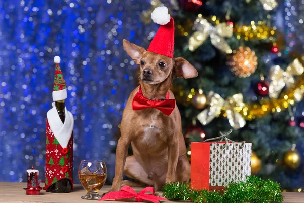 kırmızı bir şapka ve Noel için bir bokeh arka plan üzerinde bekleyen bir kırmızı yay ile ahşap kurullarında sarı bir köpek