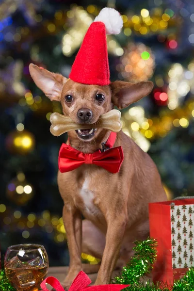 Un cane giallo intelligente su assi di legno con un fiocco rosso in attesa di Natale, un osso nei denti — Foto Stock