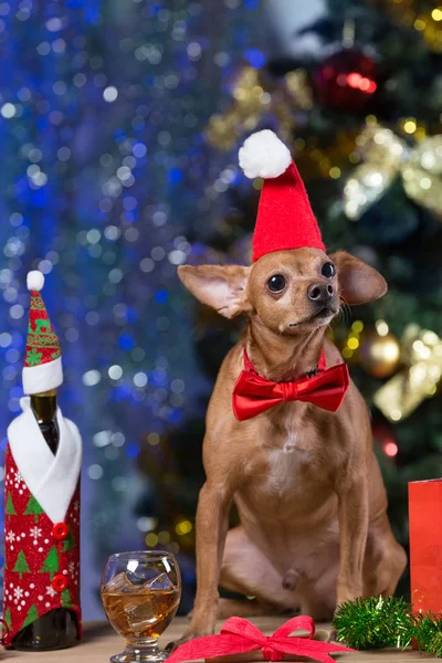 a yellow dog on wooden boards with a red hat and a red bow waiting for Christmas, on the background of a bokeh