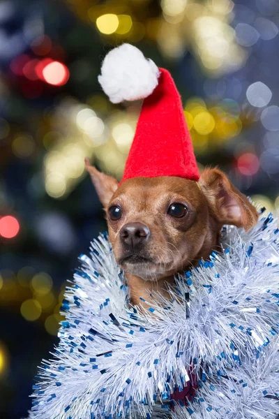 Un bellissimo cane giallo con un cappuccio rosso e con fili di lame seduto su uno sfondo bokeh con un albero di Natale decorato — Foto Stock