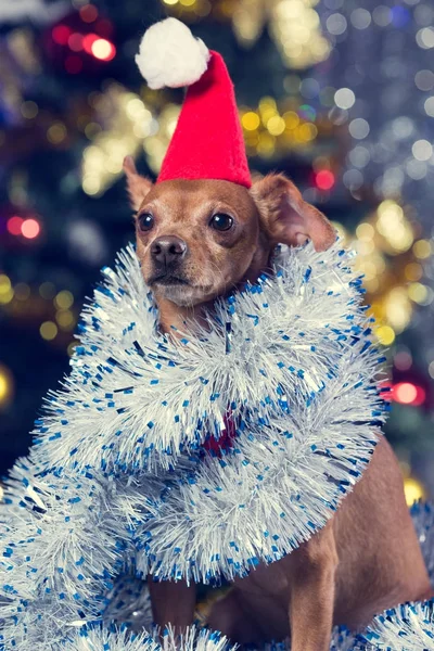 a beautiful yellow dog in a red cap and with tinsel sitting on a bokeh background with a decorated Christmas tree