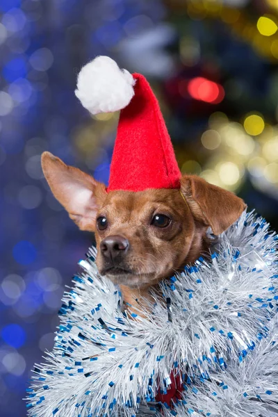 Ein schöner gelber Hund mit roter Mütze und Lametta auf einem Bokeh-Hintergrund mit einem geschmückten Weihnachtsbaum — Stockfoto