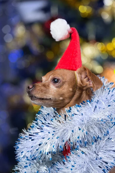 a beautiful yellow dog in a red cap and with tinsel sitting on a bokeh background with a decorated Christmas tree