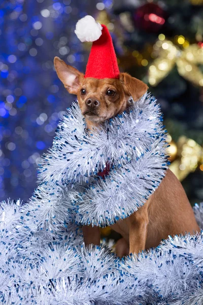 a beautiful yellow dog in a red cap and with tinsel sitting on a bokeh background with a decorated Christmas tree