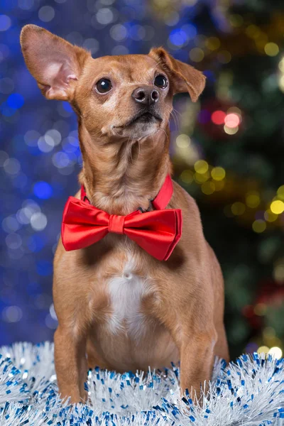 Un cane con un fiocco rosso siede su un orpello sullo sfondo di un albero di Natale — Foto Stock