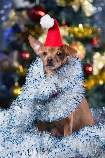 a beautiful yellow dog in a red cap and with tinsel sitting on a bokeh background with a decorated Christmas tree
