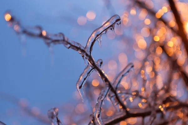 I rami ghiacciati di un albero in bella luce di sera, il bagliore giallo di una lanterna, abbagliamento — Foto Stock