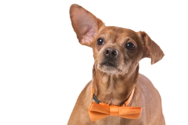Perro marrón con corbata amarilla, moda y estilo, sobre fondo blanco — Foto de Stock