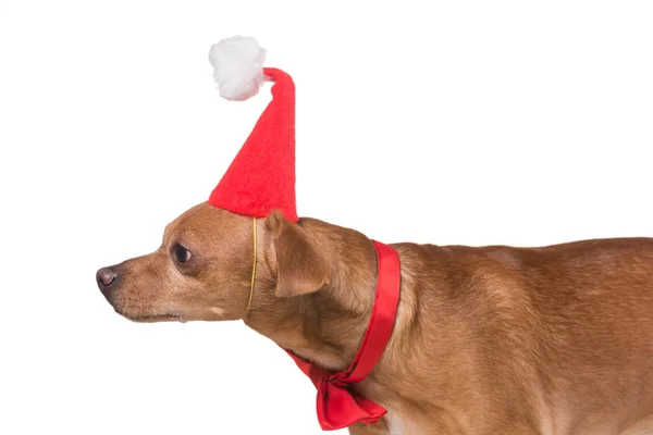 Cane marrone con farfalla rossa e cappello di Babbo Natale su sfondo bianco — Foto Stock