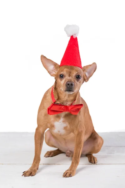 Brauner Hund mit rotem Schmetterling und Weihnachtsmann-Hut auf weißem Hintergrund — Stockfoto