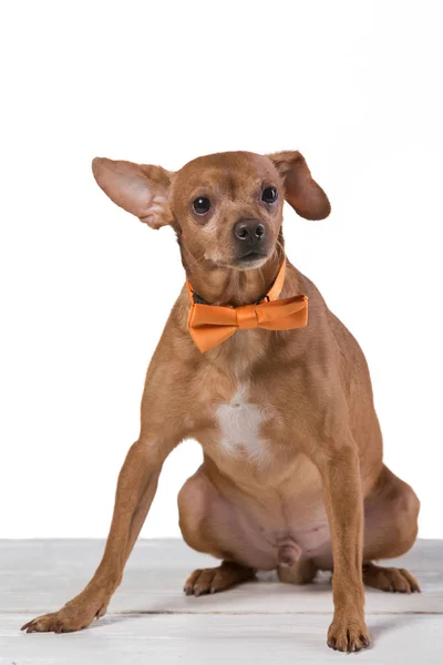 Sarı kravat, moda ve stil, beyaz arka plan ile kahverengi köpek — Stok fotoğraf