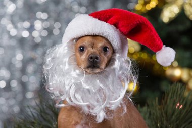 kahverengi bir köpek kukuIeta ve Noel Baba sakallı bir bulanık bokeh arka planda ahşap bir kutu içinde oturur