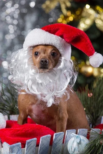 Un cane marrone in un cappuccio e con la barba di Babbo Natale si siede in una scatola di legno sullo sfondo di un bokeh sfocato — Foto Stock