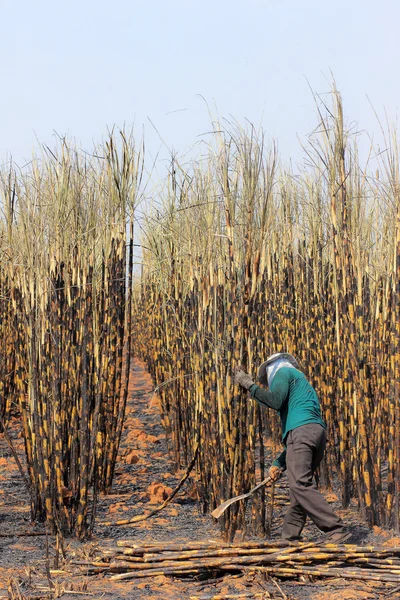 Os trabalhadores estão colhendo a cana de açúcar — Fotografia de Stock