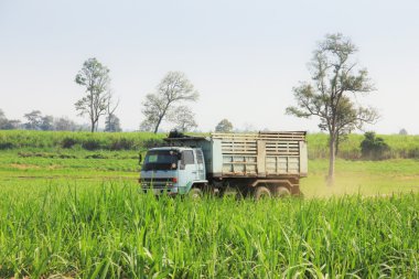 Şeker kamışı kesmek, taşıma, nakliye çözümleri