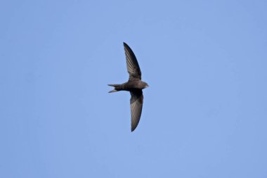 Mavi gökyüzüne uçan Swift