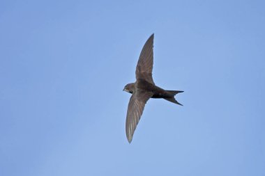 Mavi gökyüzüne uçan Swift