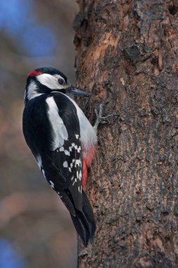Ağaçkakan ağaçta oturuyor