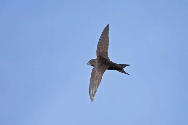 SWIFT vliegen op de blauwe hemel — Stockfoto