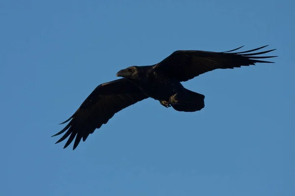 Raven vliegen op de blauwe hemel — Stockfoto