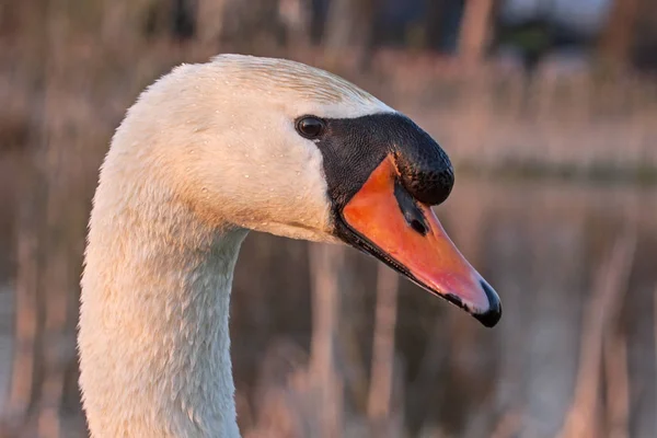 Porträtt av swan — Stockfoto